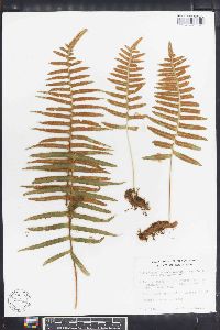 Polypodium fuscopetiolatum image