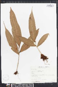 Polypodium giganteum image