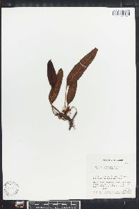 Polypodium levigatum image