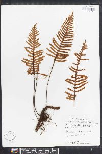 Polypodium hartwegianum image