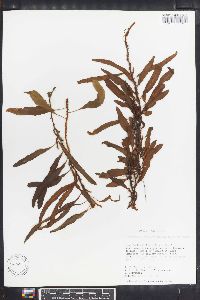 Polypodium heterophyllum image