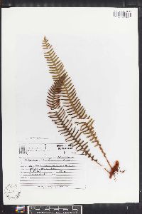 Polypodium hirsutissimum image