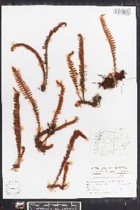 Polypodium hirsutissimum image