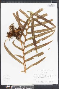 Serpocaulon attenuatum image