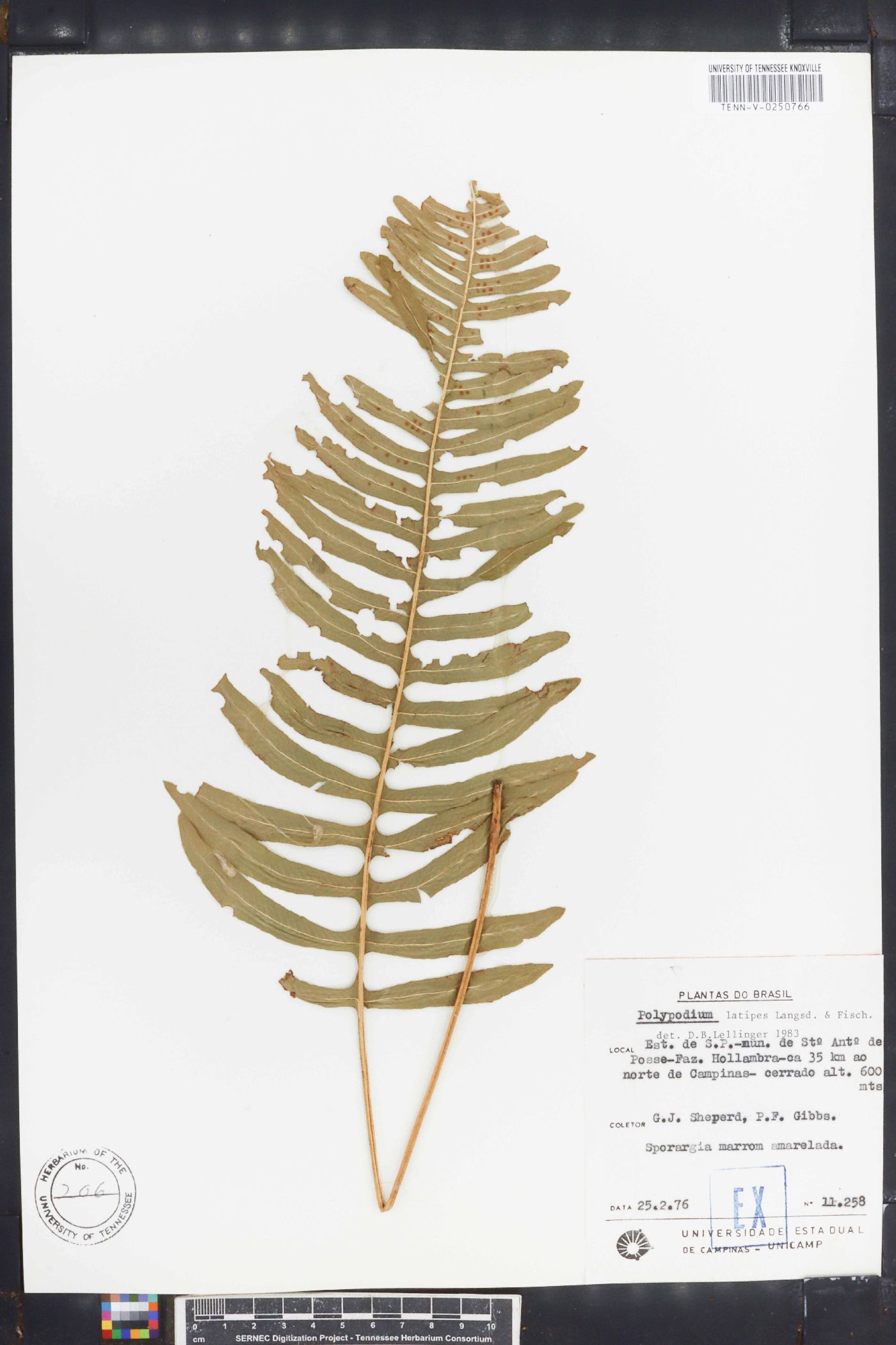 Serpocaulon latipes image