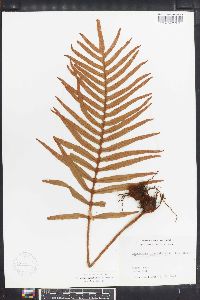 Polypodium lepidotrichum image