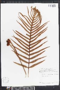 Polypodium lepidotrichum image