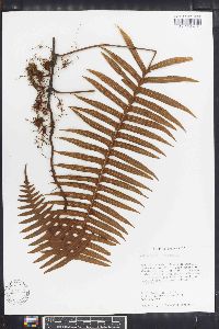 Polypodium loriceum image