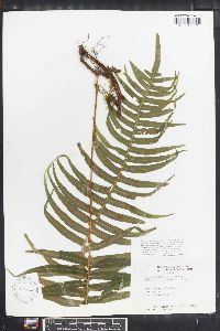 Polypodium loriceum image