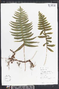 Polypodium loriceum image