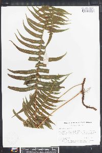 Polypodium loriceum image