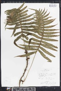 Polypodium loriceum image