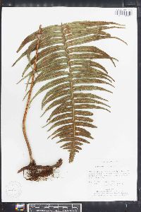 Polypodium loriceum image