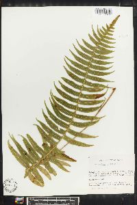 Polypodium loriceum image