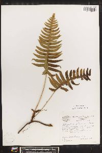 Polypodium loriceum image