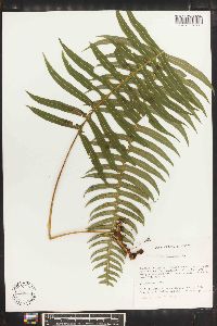 Polypodium loriceum image