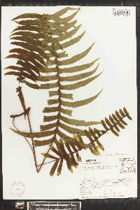 Polypodium loriceum image