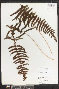 Polypodium loriceum image