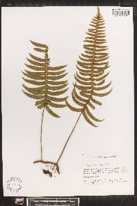 Polypodium loriceum image