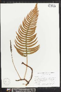 Polypodium loriceum image