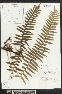 Polypodium loriceum image