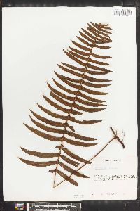 Polypodium loriceum image