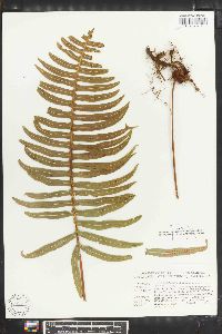 Polypodium loriceum image