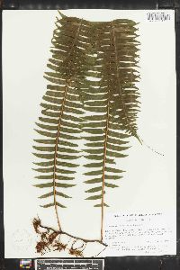 Serpocaulon loriciforme image