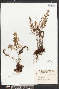 Polypodium madrense image