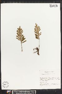 Polypodium montigenum image