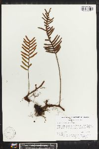 Polypodium montigenum image