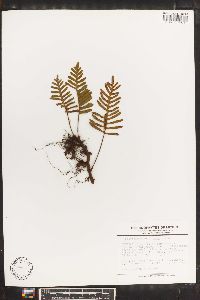 Polypodium montigenum image