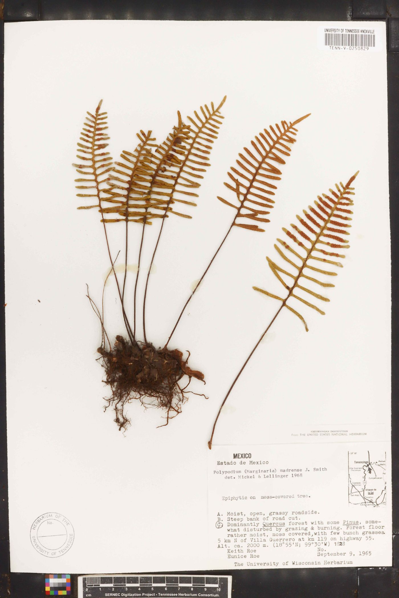 Polypodium madrense image