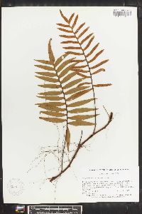 Polypodium montigenum image