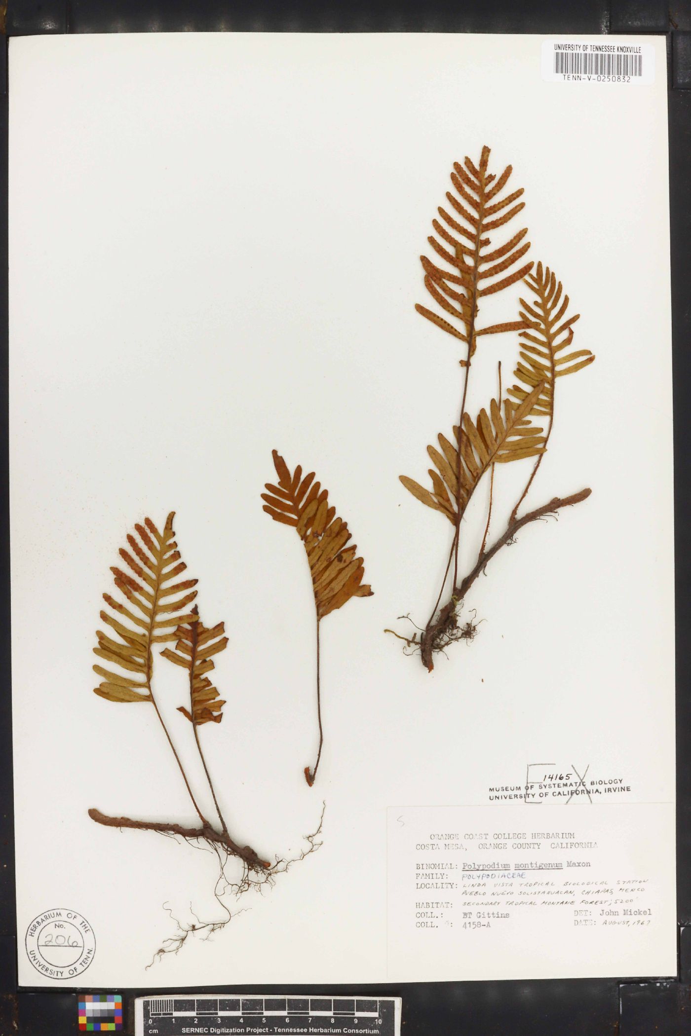 Polypodium montigenum image