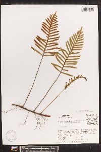 Polypodium montigenum image