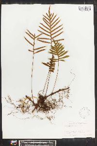 Polypodium montigenum image