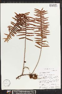 Polypodium myriolepis image