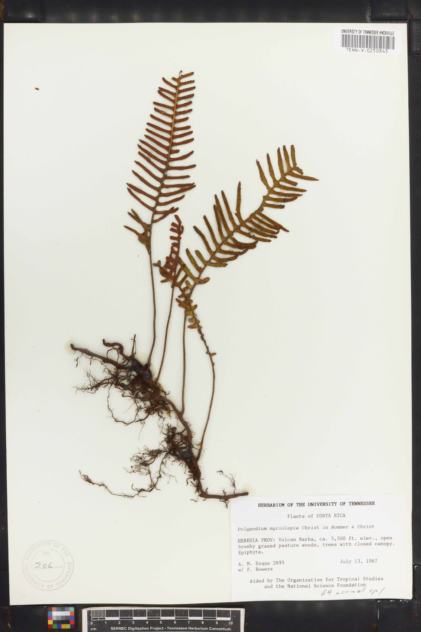 Polypodium myriolepis image