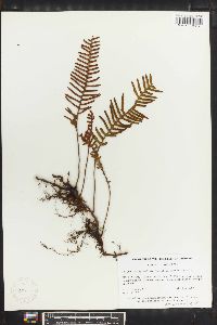 Polypodium myriolepis image