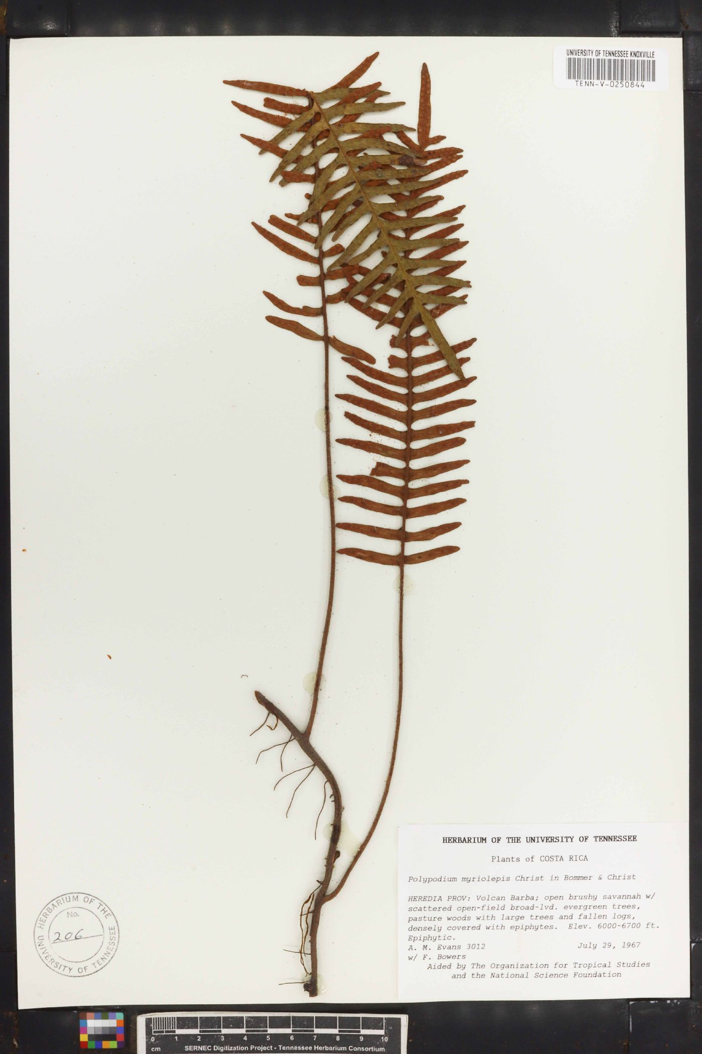 Polypodium myriolepis image