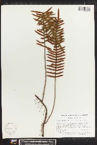 Polypodium myriolepis image