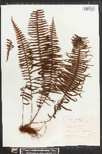 Polypodium pectinatum image