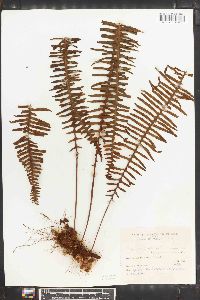 Polypodium pectinatum image