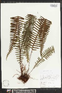 Polypodium pectinatum image