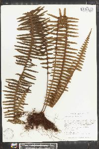 Polypodium pectinatum image