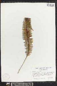 Polypodium pectinatum image