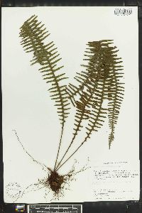 Polypodium pectinatum image