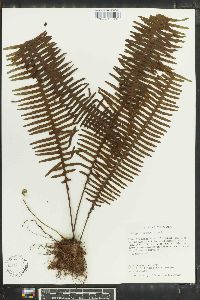 Polypodium pectinatum image