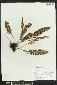 Polypodium pectinatum image